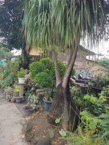 Jual pohon palem nominal 085940806961