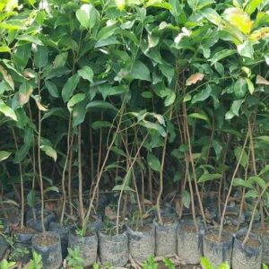 Jual pohon tanjung 085940806961