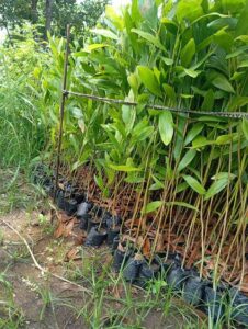 Jual pohon akasia daun lebar 085940806961