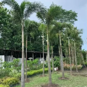 Jual pohon palem ekor tupai 085940806961