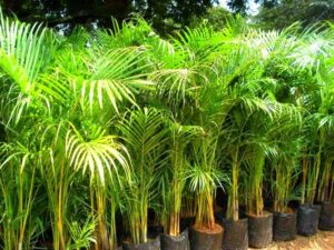 Jual pohon palem kuning 085940806961