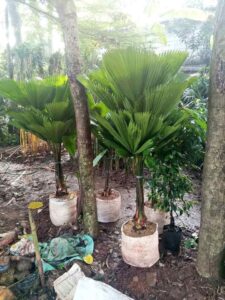 Jual pohon palem kipas 085940806961