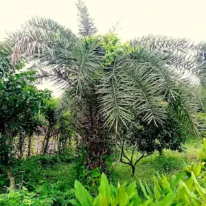 Jual pohon palem phoenix 085940806961