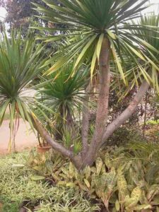 Jual pohon palem pandan bali 085940806961