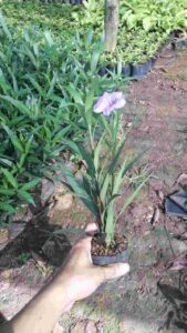 Jual pohon reulia ungu 085940806961