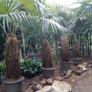 Jual pohon palem jenggot 085940806961