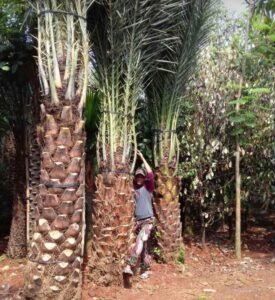 Jual pohon palem kurma 085940806961