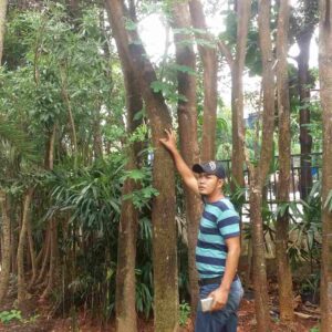 Jual pohon trembesi 085940806961