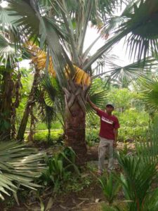 Jual pohon palem putri 085940806961