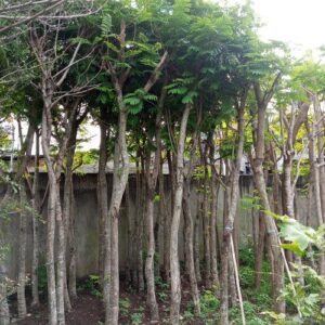 Jual pohon pelthoporum 085940806961