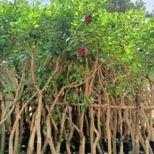 Jual pohon dadap merah 085940806961