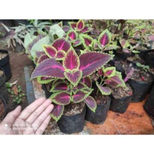 Jual pohon miana 085940806961