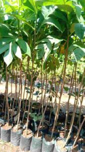 Jual pohon sukun 085940806961